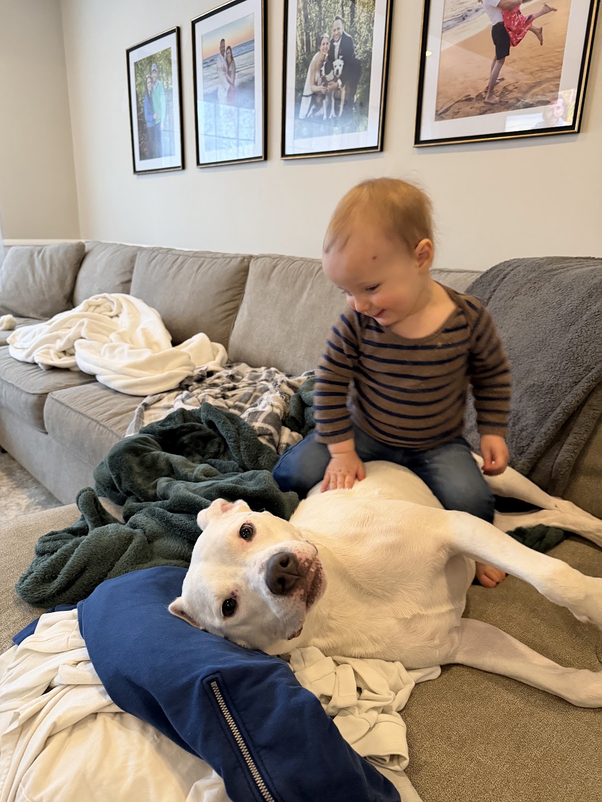 A toddler sitting on a couch with a pitbull laying on its back getting belly rubs