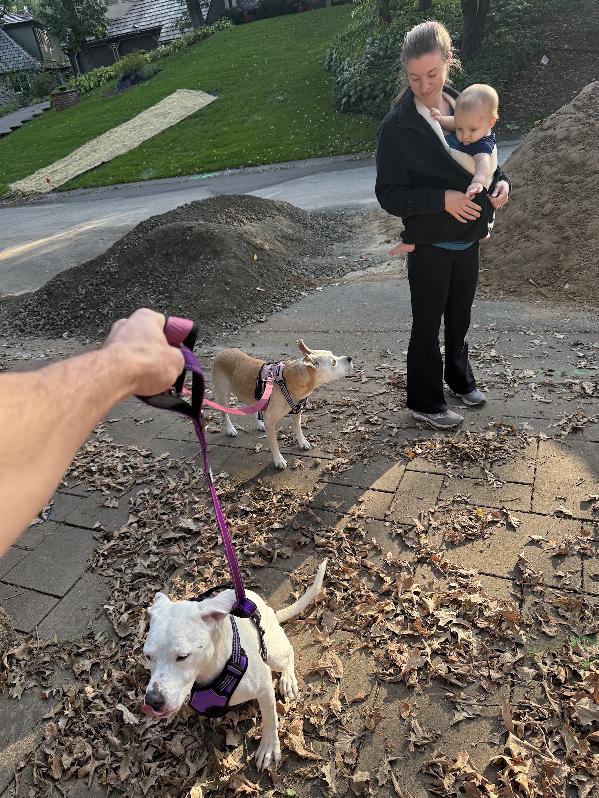 Family walking two pitbulls
