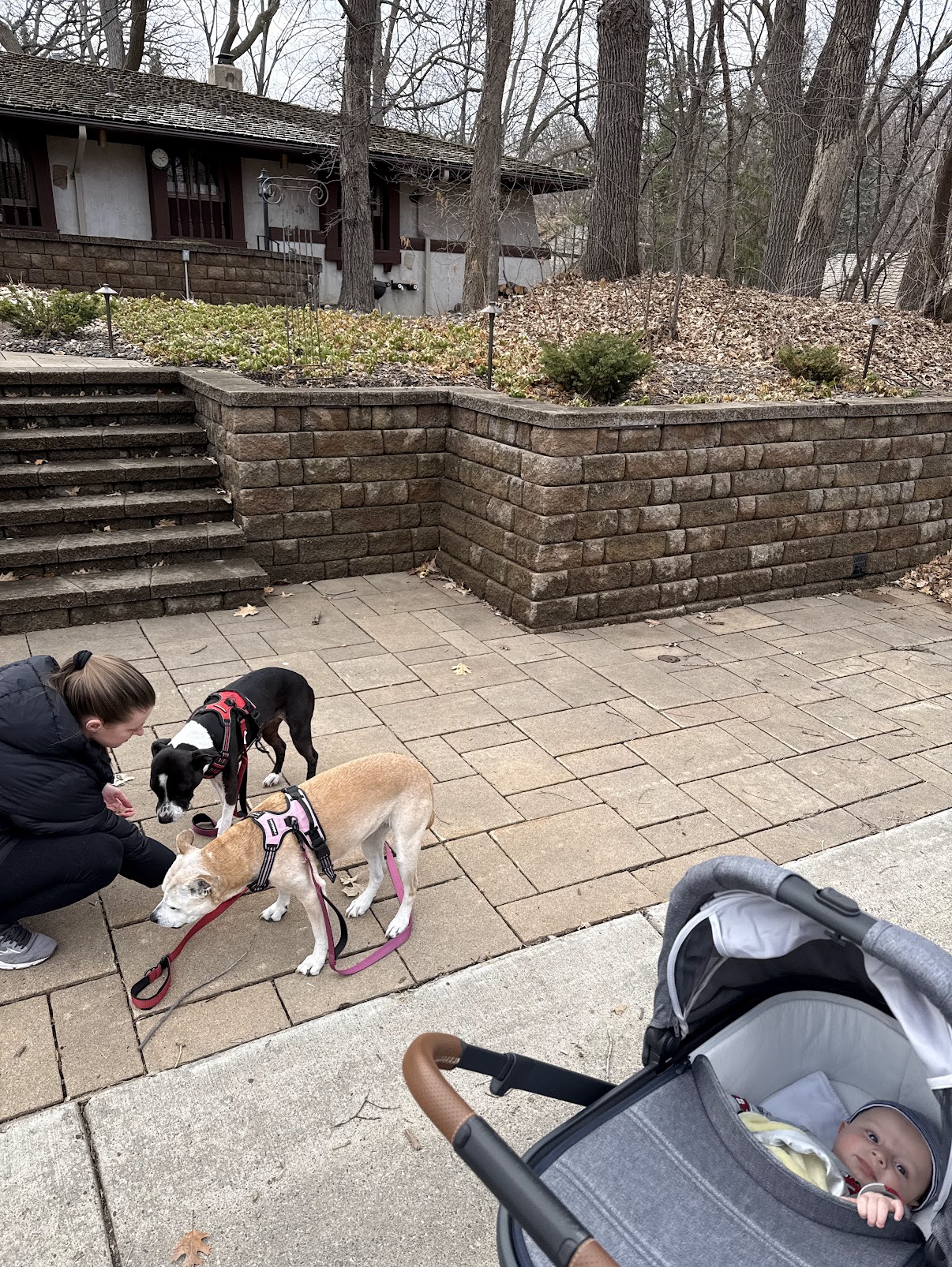 Mom with dogs and stroller on fall walk