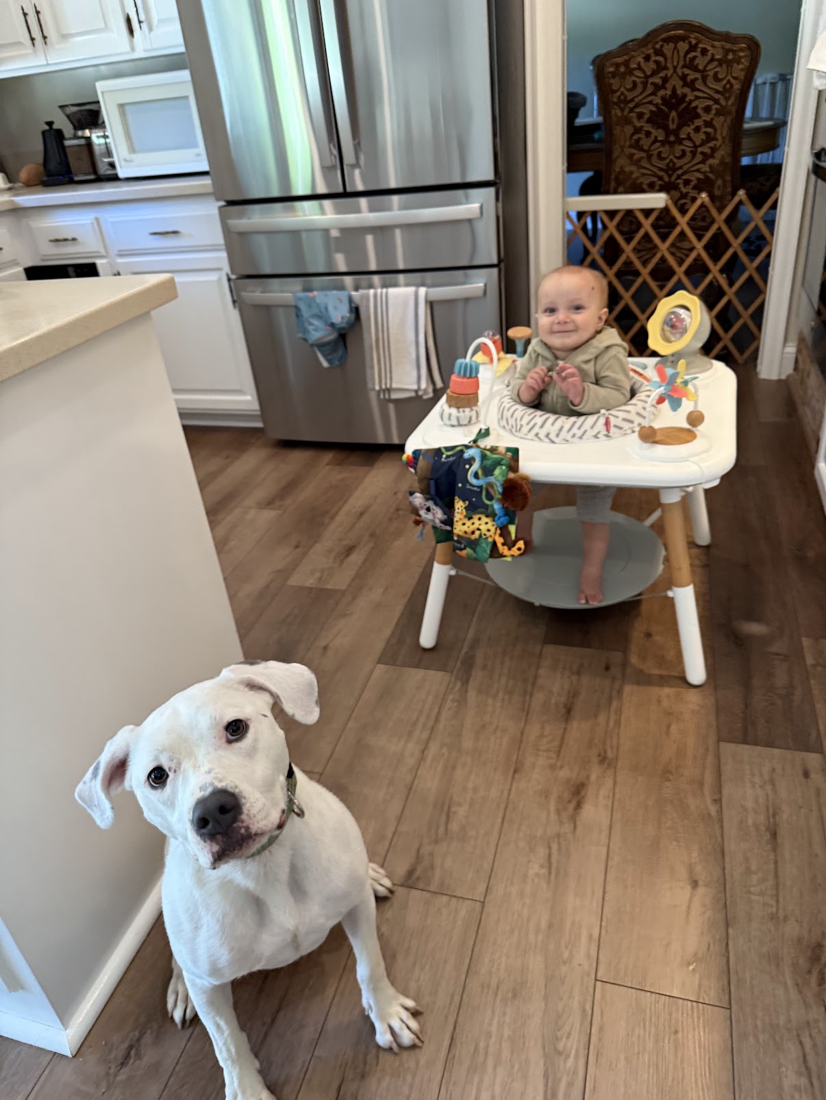 Pitbull sitting near baby in activity center